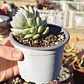 Sedeveria Lilac Mist - Miniatura 3