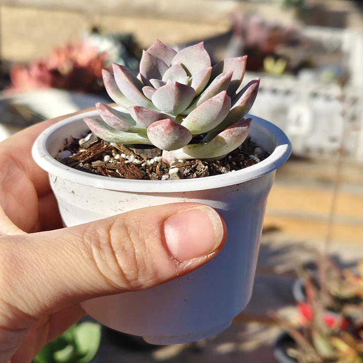Graptoveria Milky Way 3