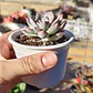Graptoveria Milky Way - Miniatura 3