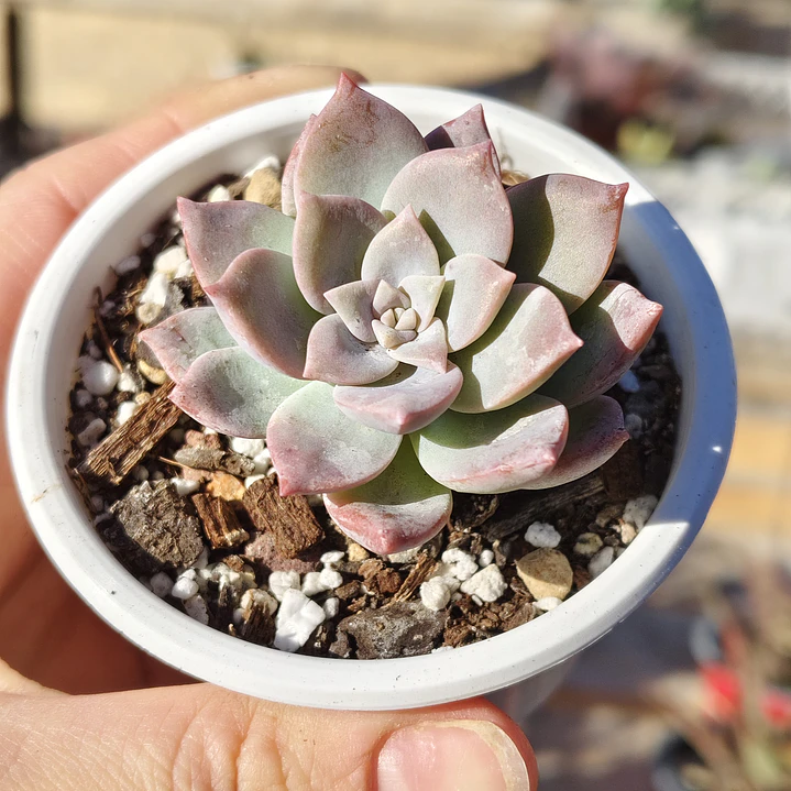 Graptoveria Milky Way 1
