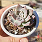 Graptoveria Milky Way - Miniatura 1