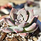 Graptoveria Milky Way - Miniatura 2