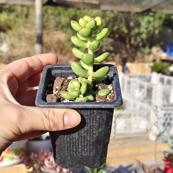 Sedum Lucidum Obesum 5