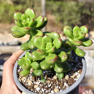 Sedum Lucidum Obesum