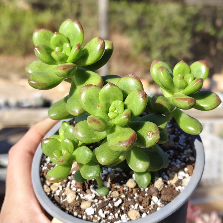 Sedum Lucidum Obesum 2