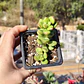 Sedum Lucidum Obesum - Miniatura 4