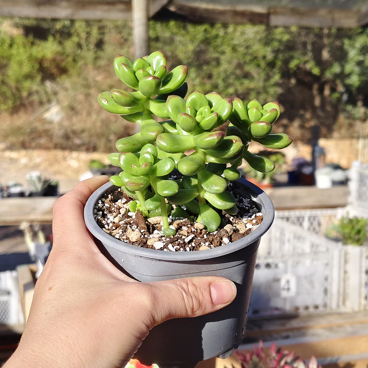 Sedum Lucidum Obesum 3