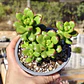 Sedum Lucidum Obesum - Miniatura 1