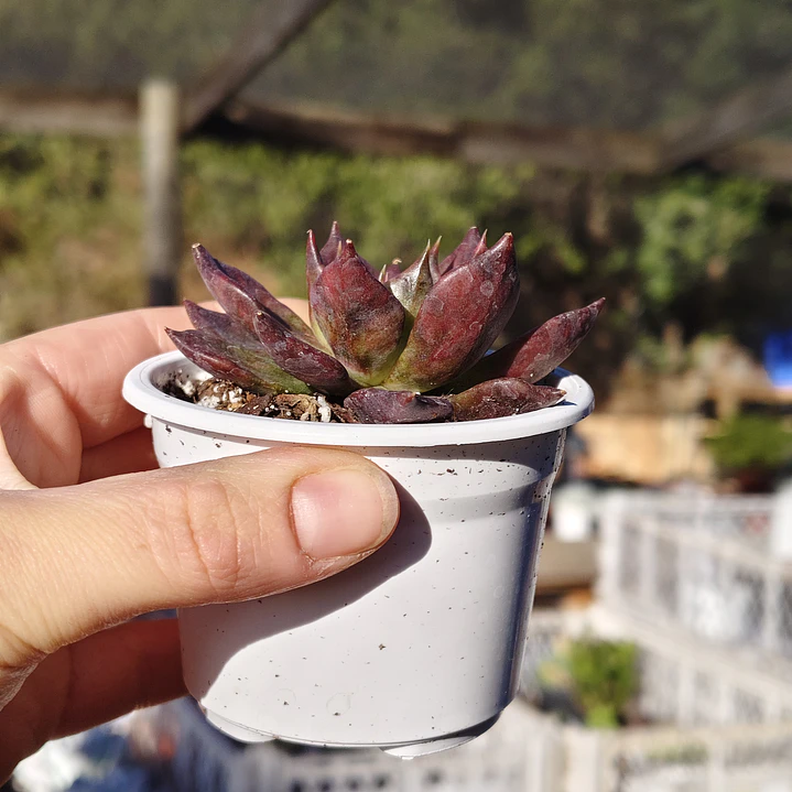 Echeveria Black Prince  5