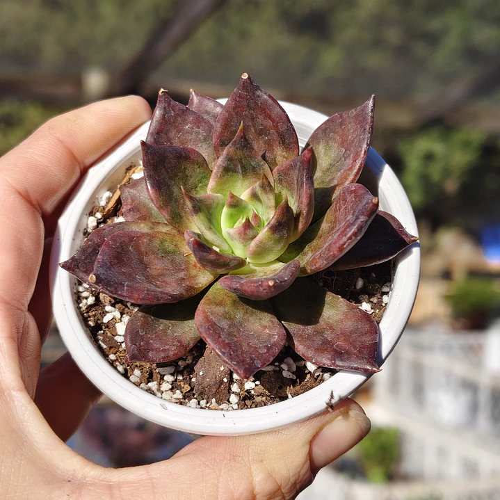 Echeveria Black Prince  6