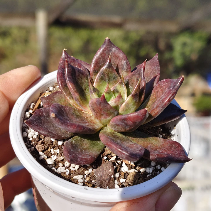 Echeveria Black Prince  4