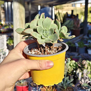 Aeonium Haworthiii