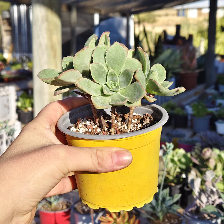 Aeonium Haworthiii 1