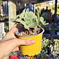 Aeonium Haworthiii - Miniatura 1