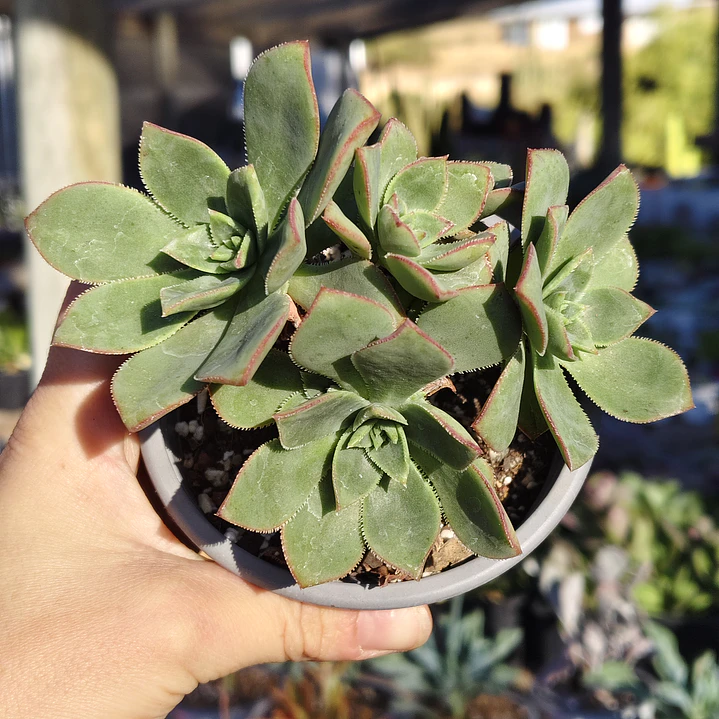 Aeonium Haworthiii 2
