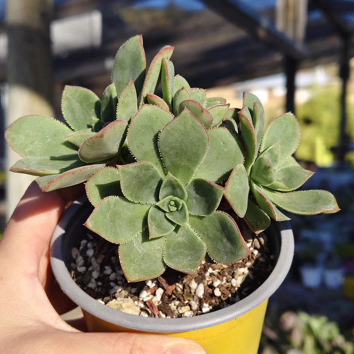 Aeonium Haworthiii 3