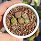Lithops variedades - Miniatura 1
