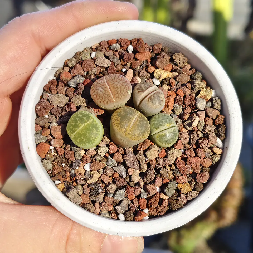 Lithops variedades 1