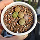Lithops variedades - Miniatura 2