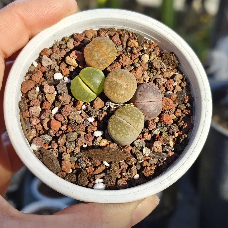 Lithops variedades 2