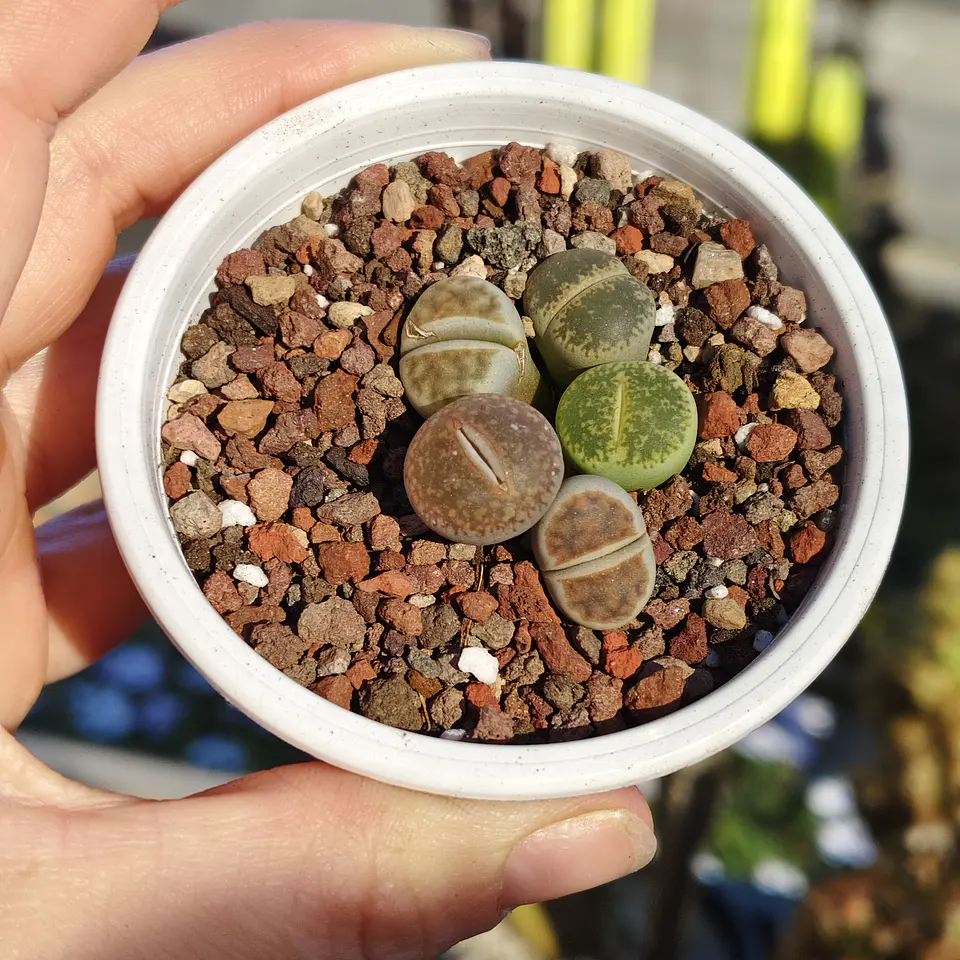 Lithops variedades 3