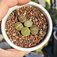 Lithops variedades - Miniatura 4