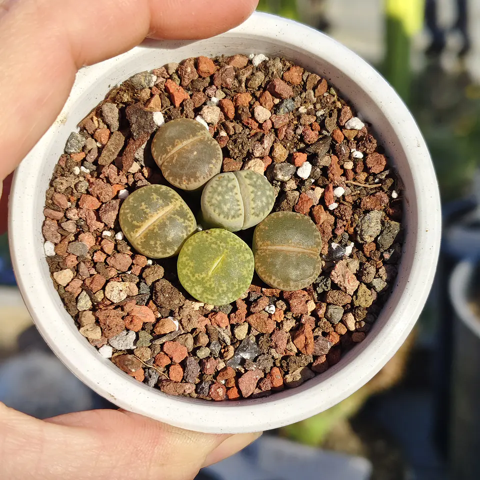 Lithops variedades 4