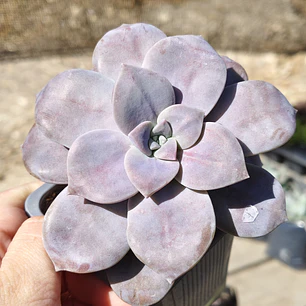 Graptopetalum Superbum