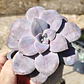 Graptopetalum Superbum - Miniatura 1