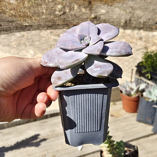 Graptopetalum Superbum