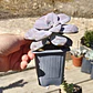 Graptopetalum Superbum - Miniatura 2