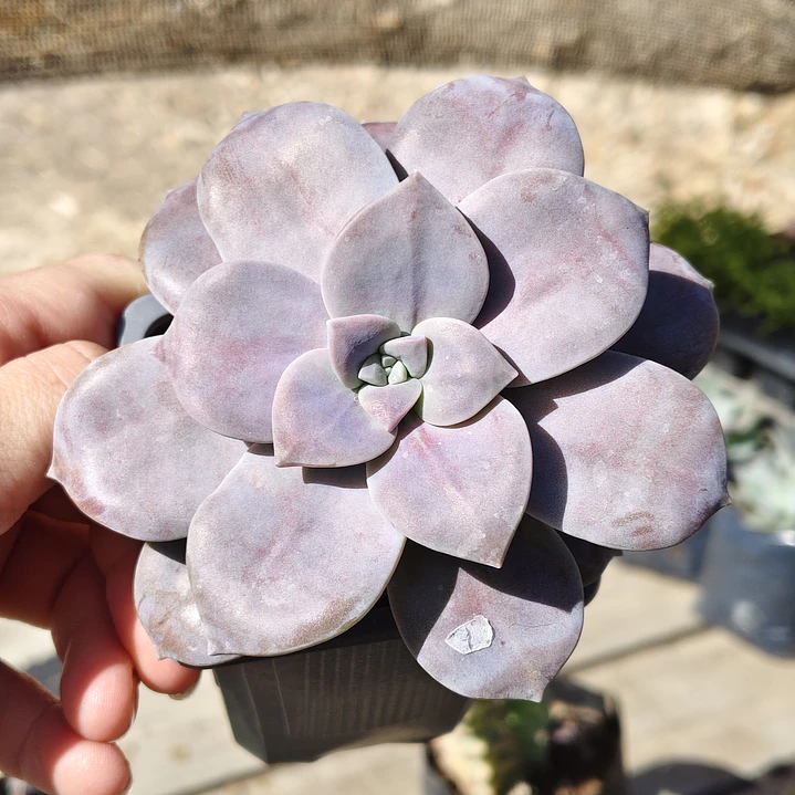 Graptopetalum Superbum 3