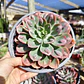 Echeveria Raindrops - Miniatura 1
