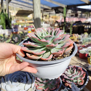 Echeveria Raindrops