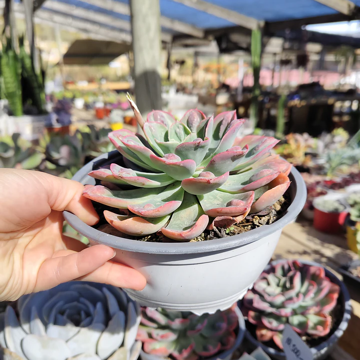 Echeveria Raindrops 2
