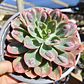 Echeveria Raindrops - Miniatura 3