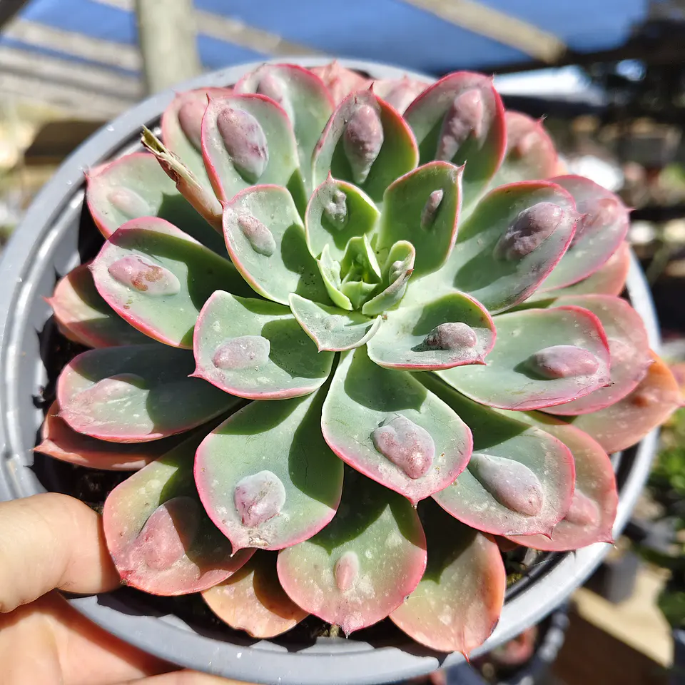 Echeveria Raindrops 3