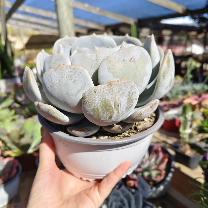 Echeveria Moondust 1