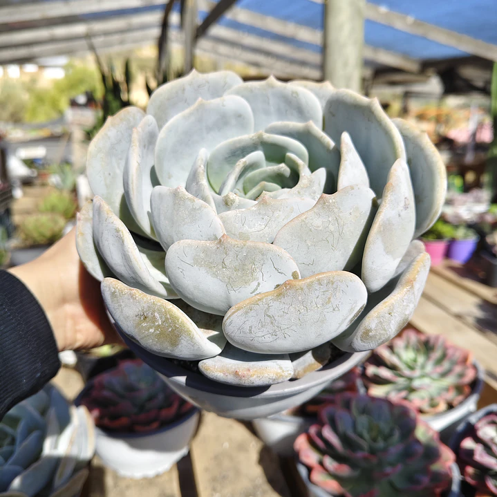 Echeveria Moondust 2