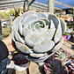 Echeveria Moondust - Miniatura 2