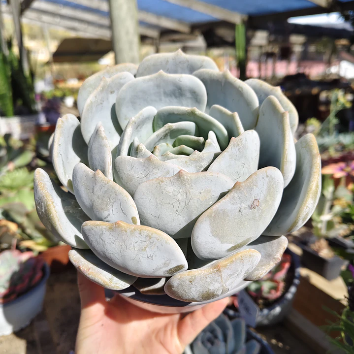 Echeveria Moondust 3