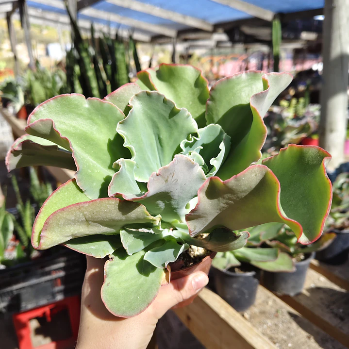 Echeveria Blue Curls 2