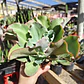 Echeveria Blue Curls - Miniatura 2