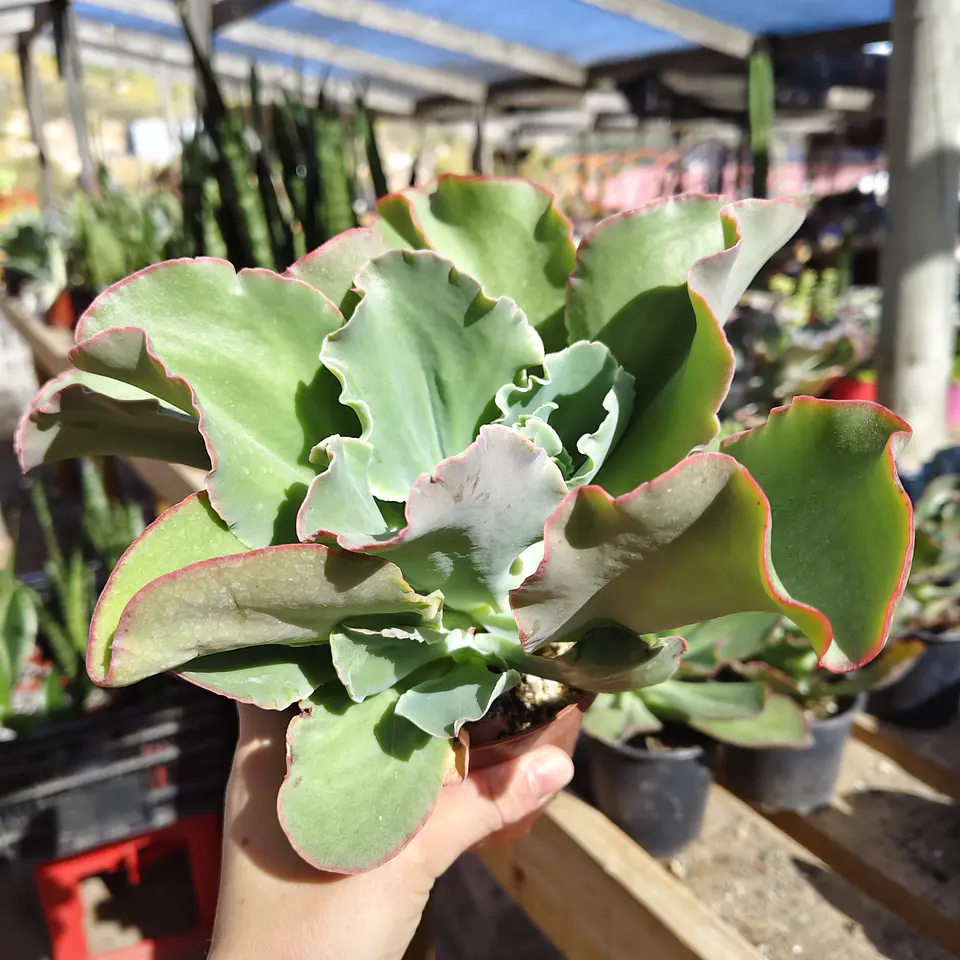 Echeveria Blue Curls 2