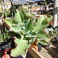 Echeveria Blue Curls - Miniatura 3