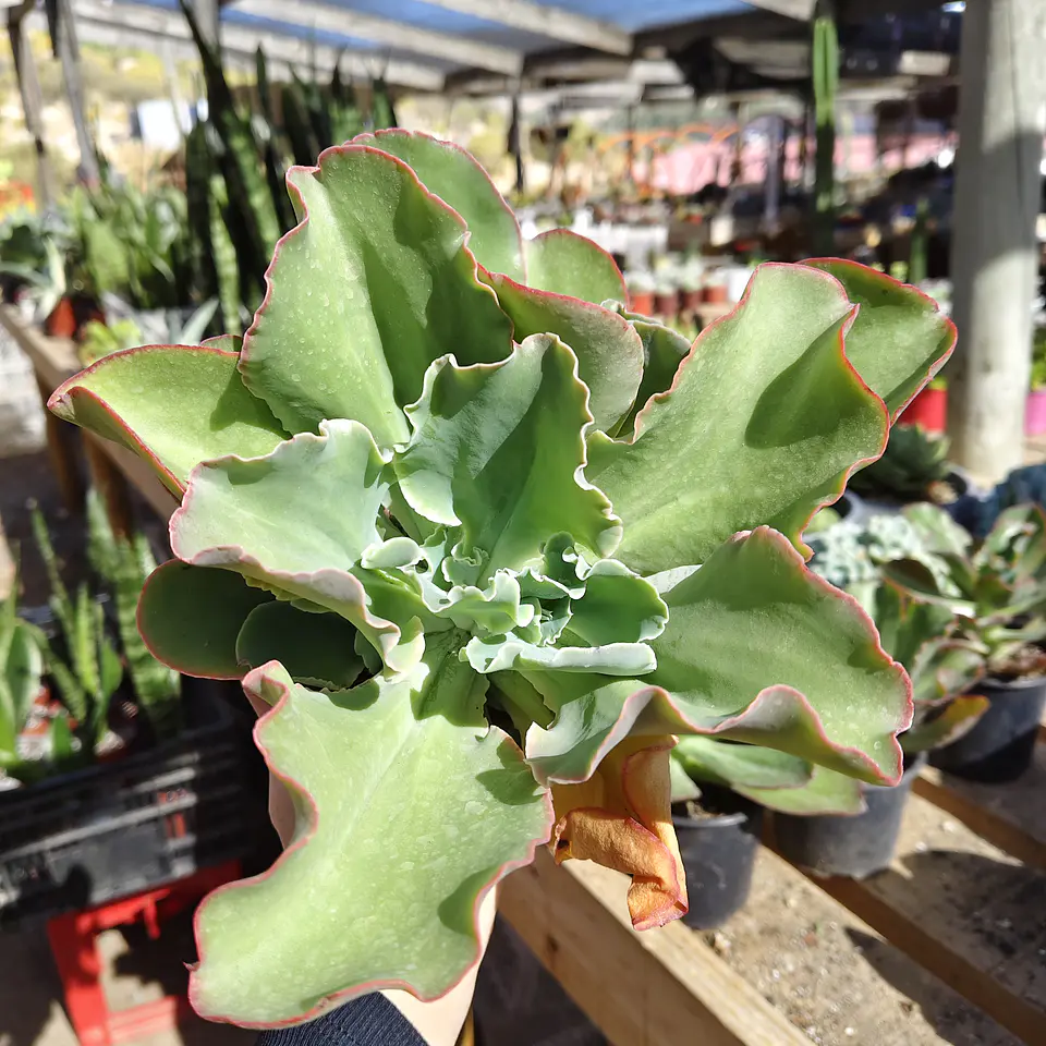 Echeveria Blue Curls 3