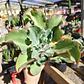 Echeveria Blue Curls - Miniatura 1