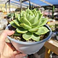 Echeveria Agavoide Dark Green  - Miniatura 2