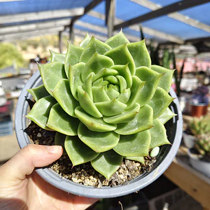 Echeveria Agavoide Dark Green 