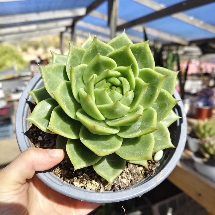 Echeveria Agavoide Dark Green  1